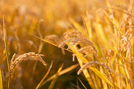 挑着稻谷农民稻田里成熟的稻穗背景