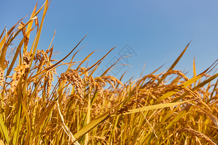 植物水稻特写农业高清图片素材
