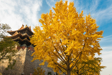 秋天的故宫红墙与金黄的银杏背景图片