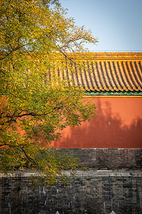 秋天的故宫红墙与金黄的银杏高清图片