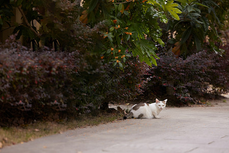 中华草龟公园里的流浪猫背景