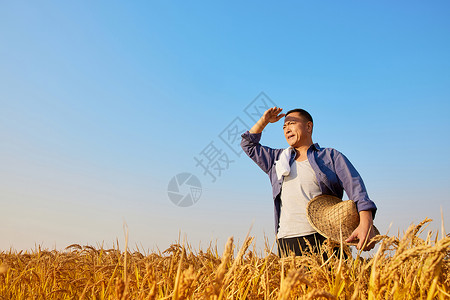 朴实秋季农民站在稻田里遥望远方背景