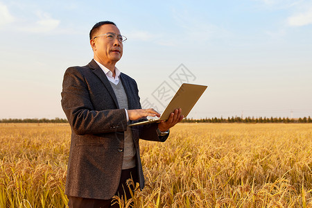 农业科研专家稻田里研究水稻东方人高清图片素材