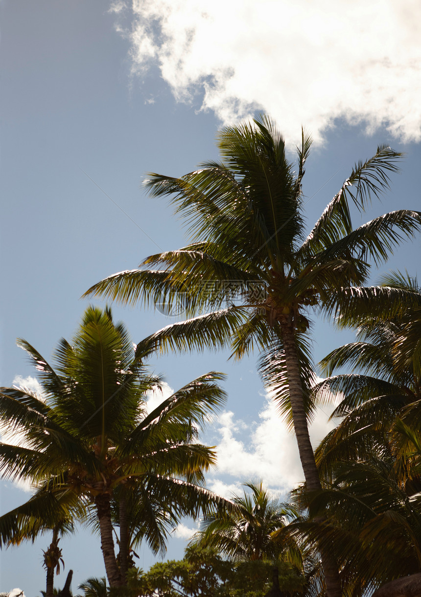 棕榈树和蓝天图片