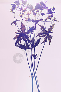 紫色的植物标本图片
