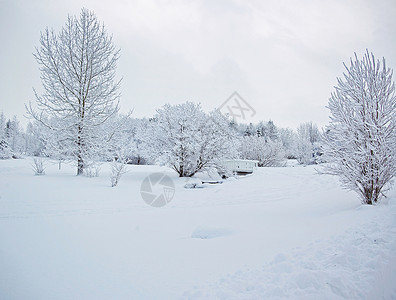 雪地上的树木图片