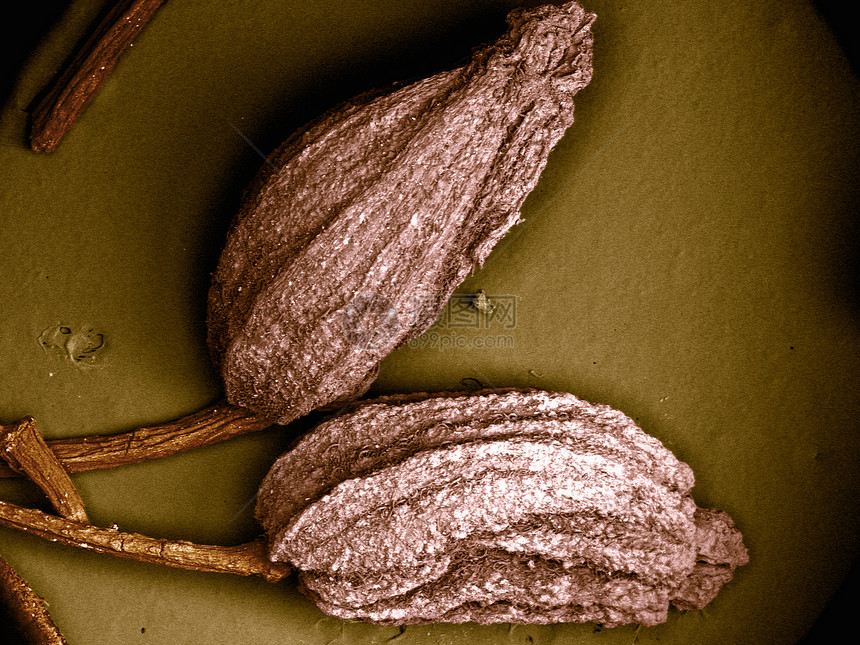 扫描电子显微镜下种子图像图片