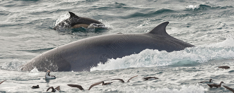 鱼鳍鲸普通海豚长须鲸高清图片