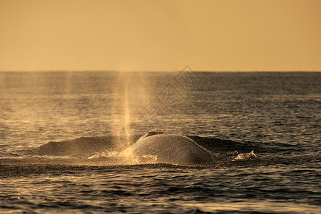 鲸鱼自然之美长须鲸高清图片