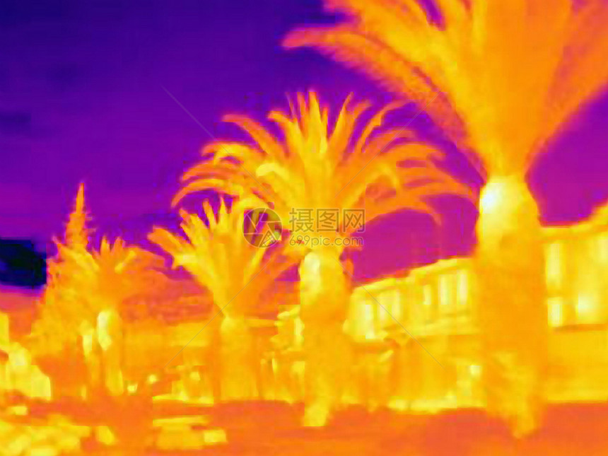 棕榈树的热成像图片