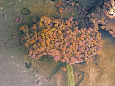 SEM花粉颗粒的图像图片