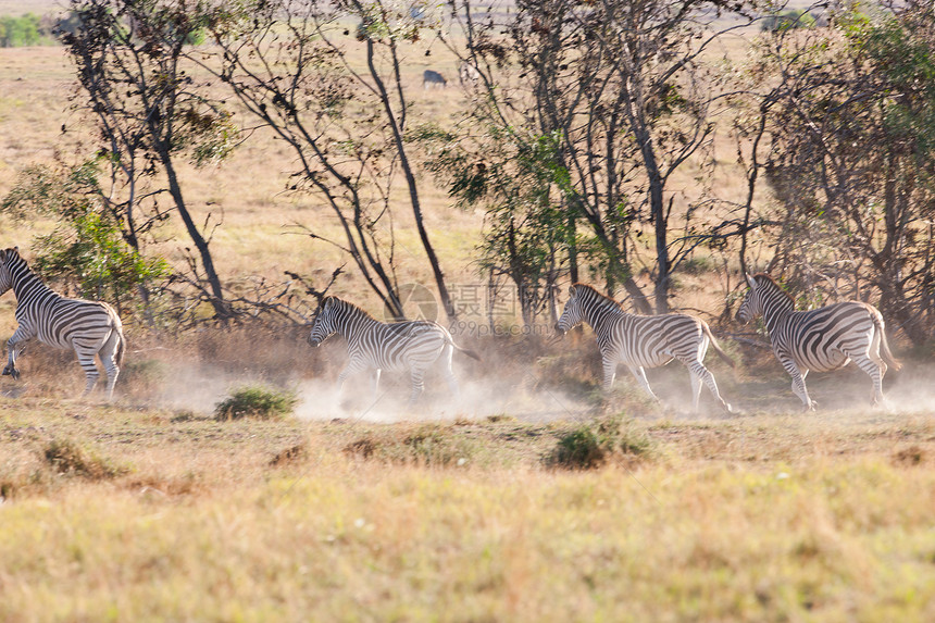 南非斯泰伦博什野生动物园里的斑马图片