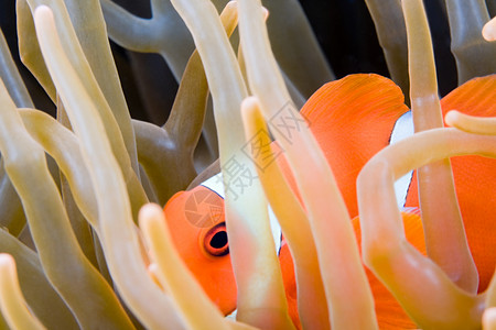 藏着小丑鱼藏在珊瑚中的小丑鱼背景