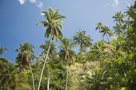 法图岛上的棕榈树图片