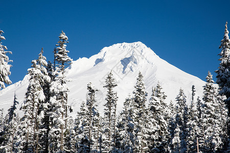 山顶被雪覆盖的树木图片