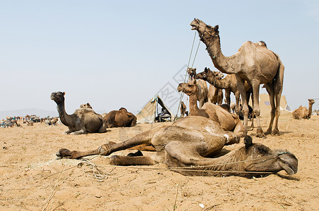 骆驼节背景图片