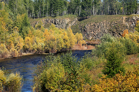 江河和西伯利亚的树木图片