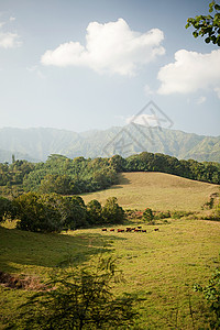 夏威夷山地上的牛群图片
