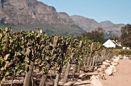南非葡萄葡萄园中的藤背景