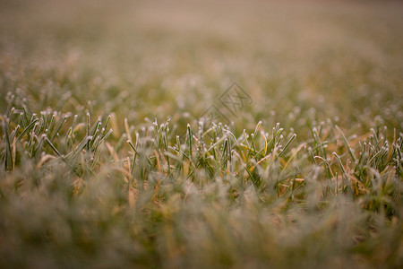 草坪上的霜图片