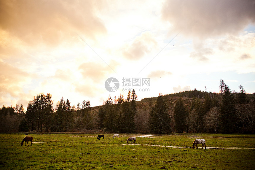 在草原上放牧的马匹图片