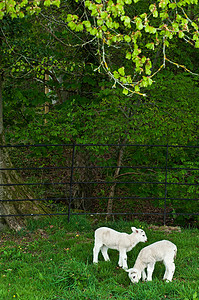 田园里的两只羊羔图片