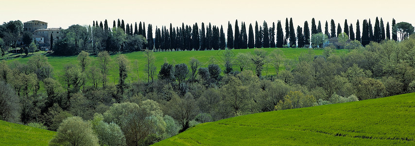 意大利托斯卡纳树木图片