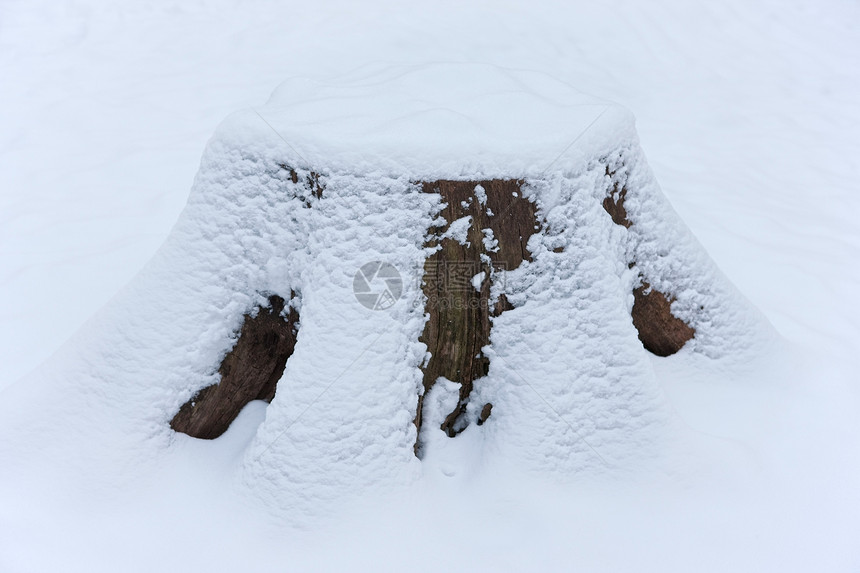 被积雪覆盖的树桩图片