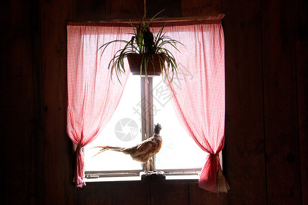窗台上的野鸡背景图片