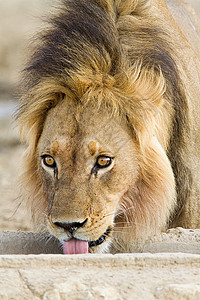 非洲狮子户外喝水图片