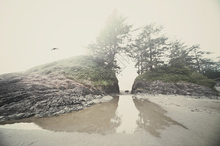 加拿大温哥华岛托菲诺雾沙滩上的岩石和树木图片