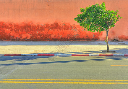 在空路人行道上生长的孤树图片