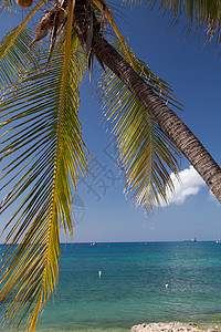 加勒比海棕榈树图片