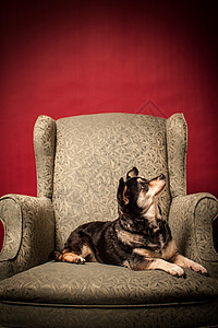 小狗在椅子上抬头看高清图片