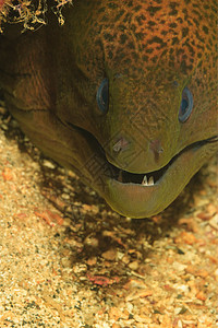 海鳗的脸图片
