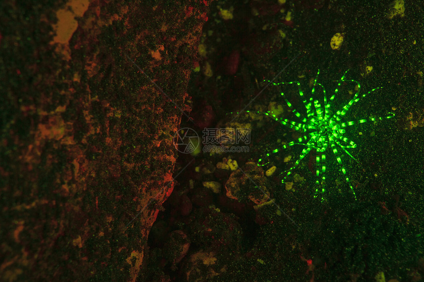 珊瑚礁的荧光动物图片