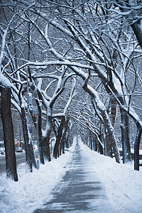 城市街道上的雪树图片