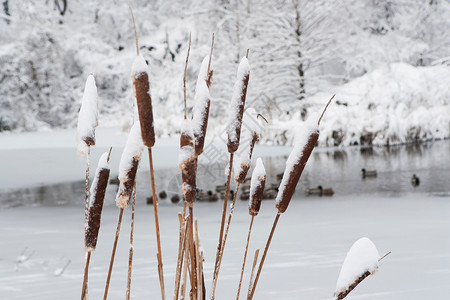 雪芦苇特写图片