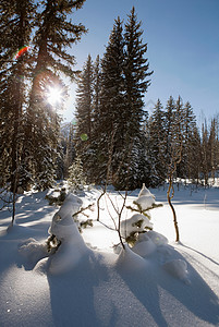 覆盖树木的雪图片