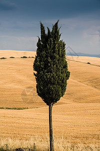 意大利托斯卡纳地貌的孤树图片
