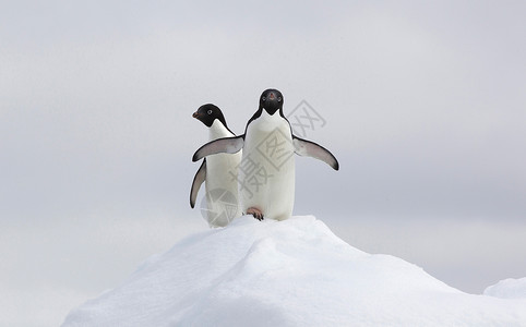 南极洲雪地上的企鹅图片