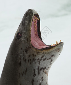 张大嘴巴的海豹图片