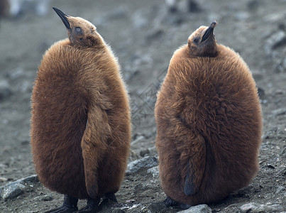 海滩上的两只小企鹅高清图片