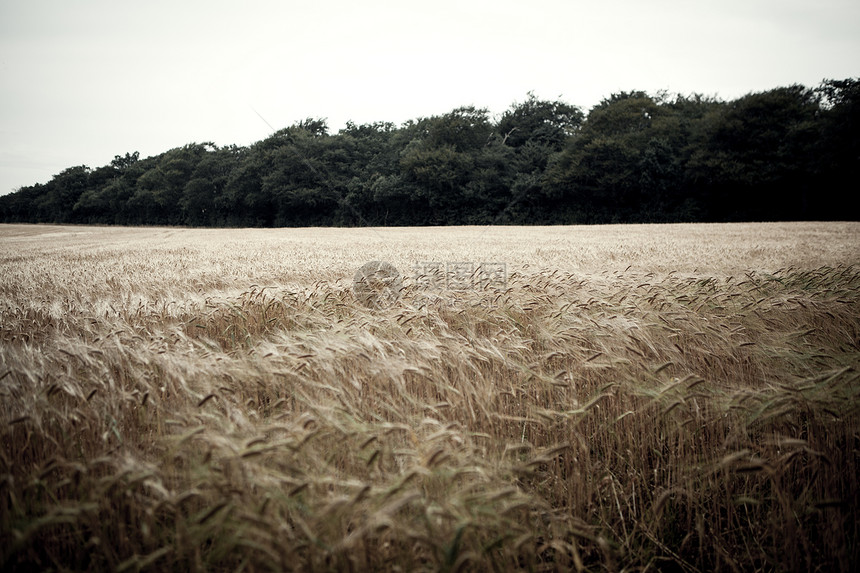 微风中的小麦田图片