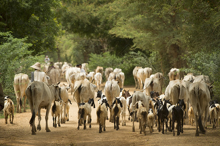 缅甸巴甘里的山羊放牧回来图片