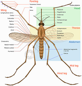 淡色库蚊的解剖图解图片
