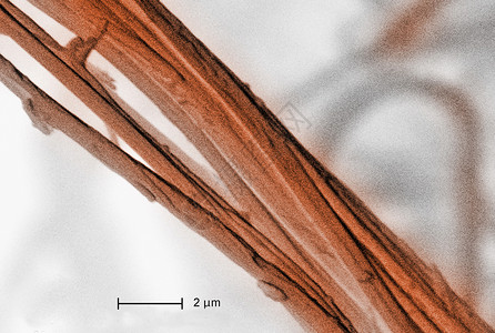 扫描石棉的电子显微镜图片