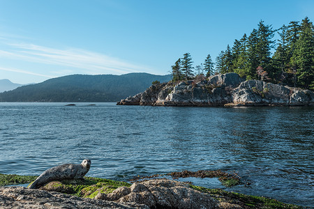 加拿大不列颠哥伦比亚省怀特克利夫公园岩石图片