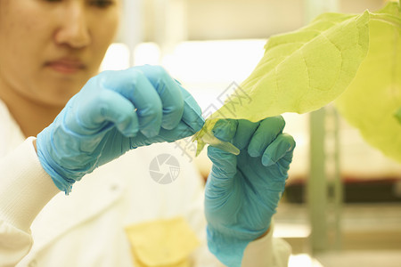 丁腈手套在实验室采集植物样本的女科学家背景
