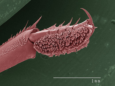 前腿甲虫的彩色SEM图片